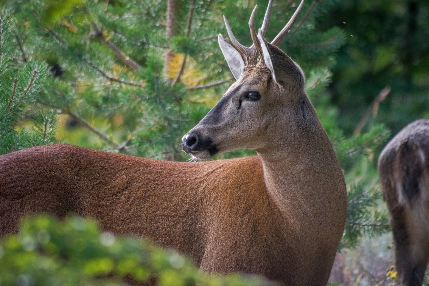huemul