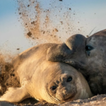 La Gripe Aviaria y su Impacto en los Elefantes Marinos de la Patagonia: Una Recuperación que Podría Tardar un Siglo